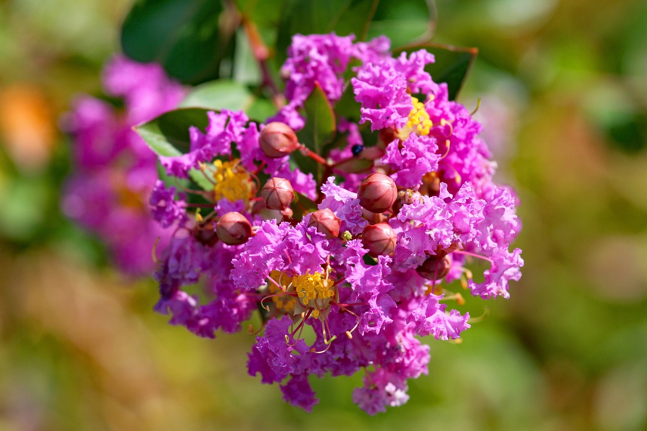Lagerstroemie indická (myrta krepová)
