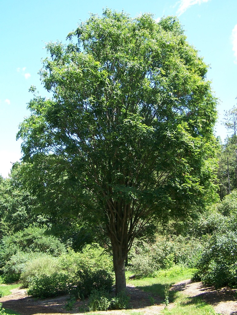 Zelkova japonská