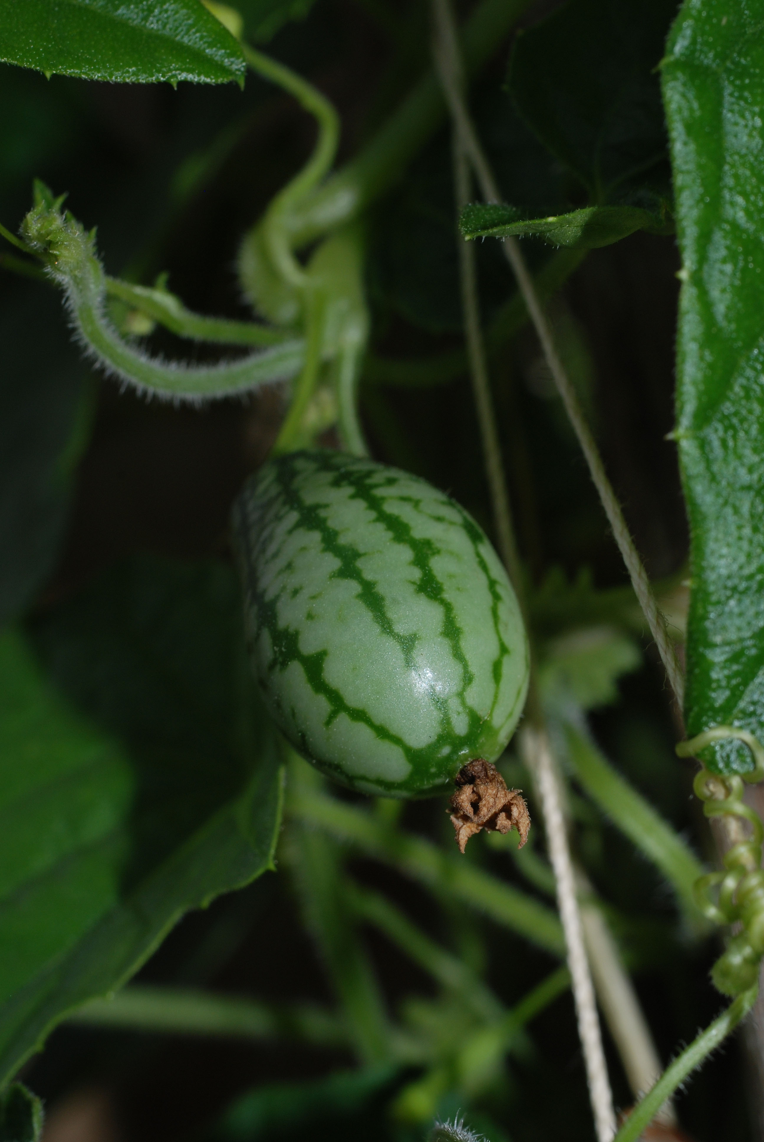 Mexický okurek (cucamelon)