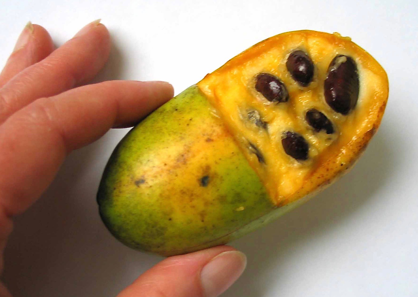 Asiminka trojlaločná (pawpaw)