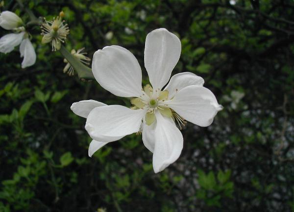 Pomerančovník trojlistý (poncirus)