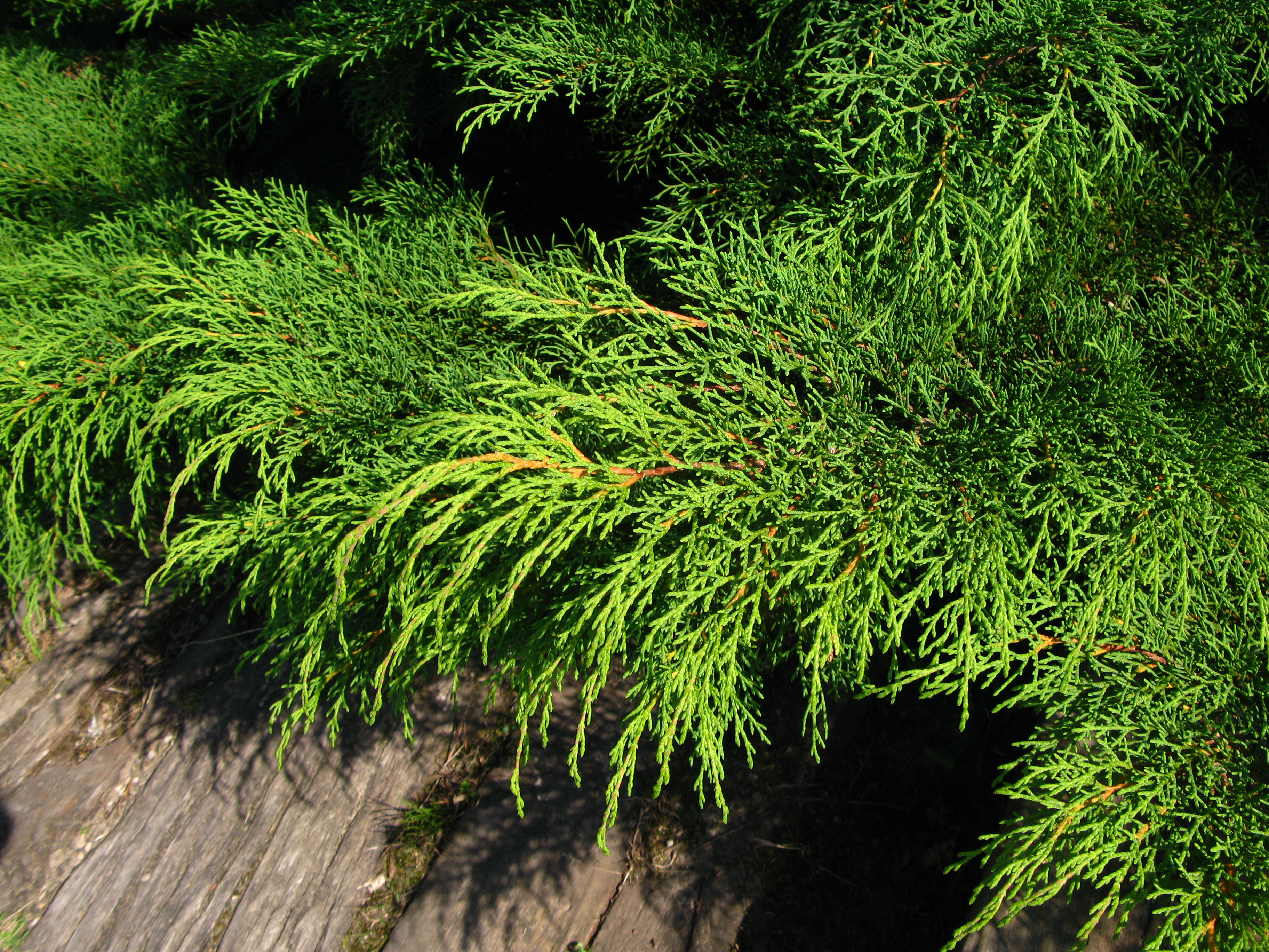 Mikrobiota křižmolistá