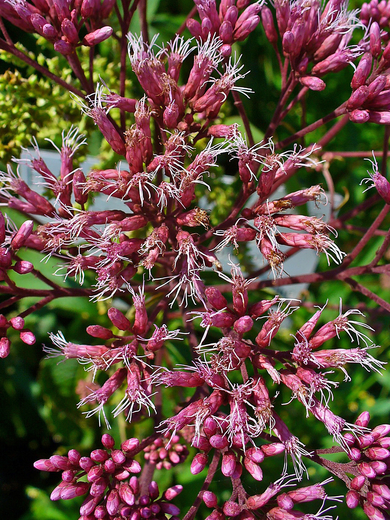 Sadec nachový (eupatorium)