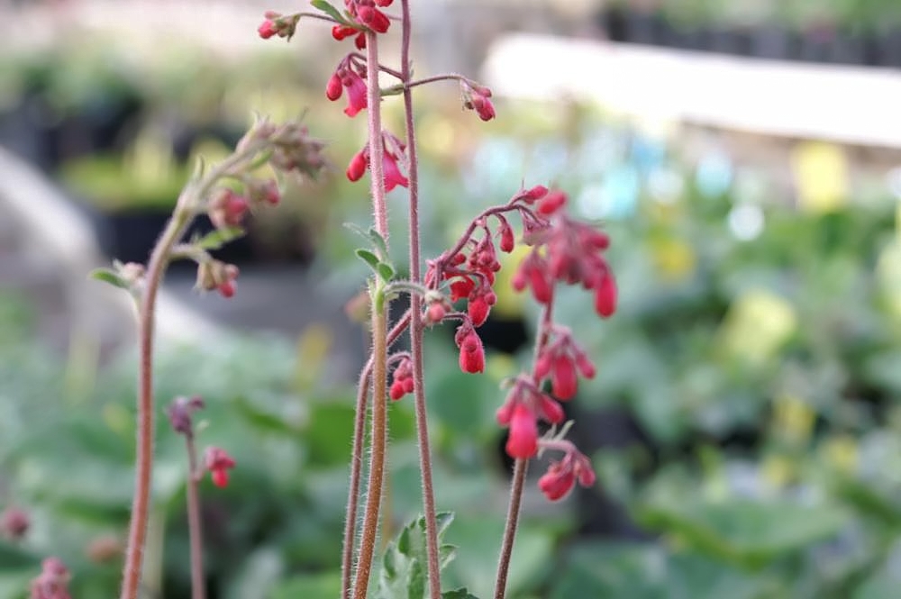 Dlužicha (heuchera)