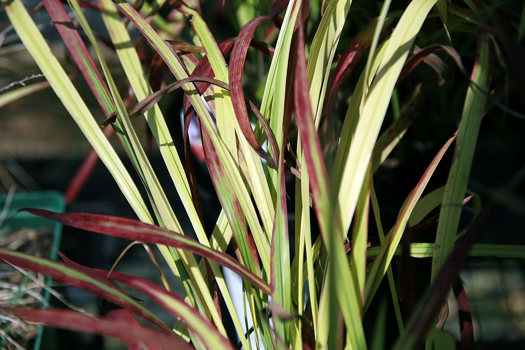 Imperata válcovitá 'Red Baron'