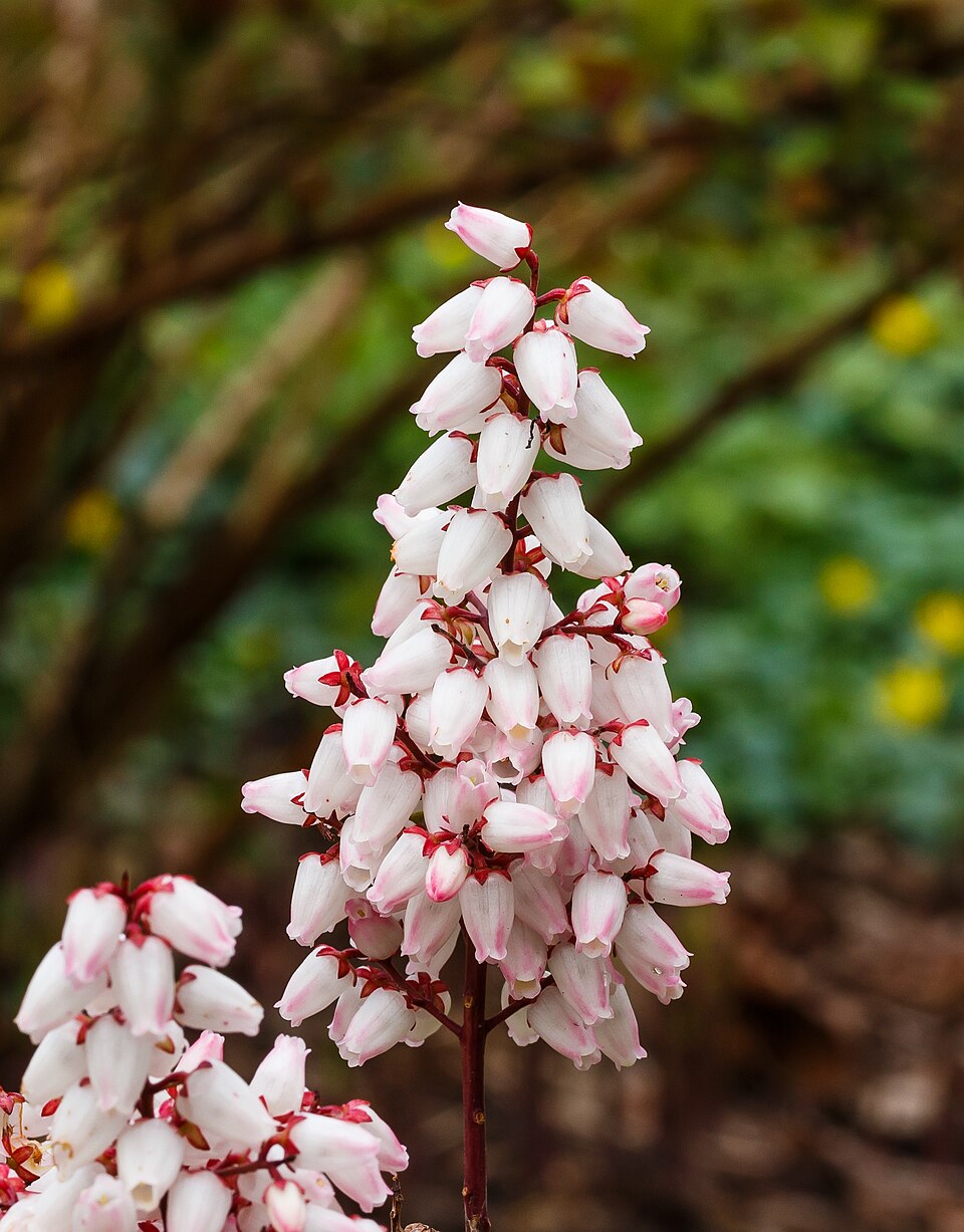 Pieris japonský