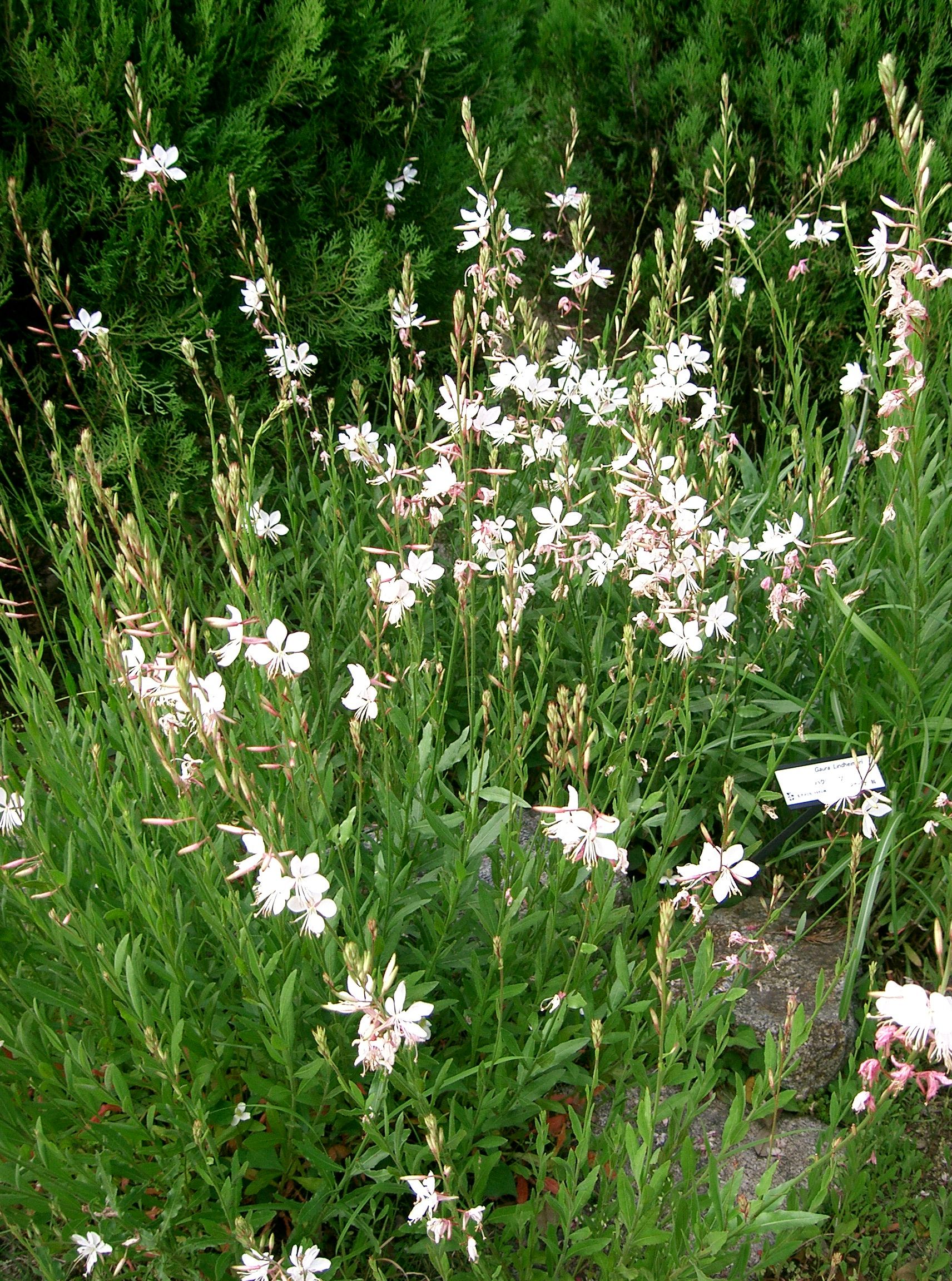 Svícnice Lindheimerova (gaura)
