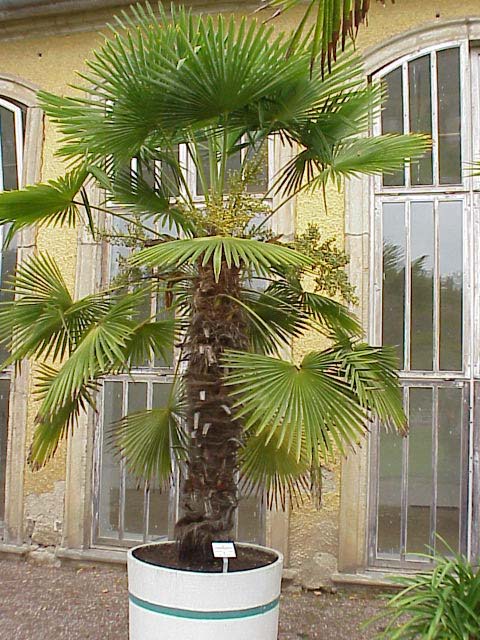 Konopná palma (trachykarpus)
