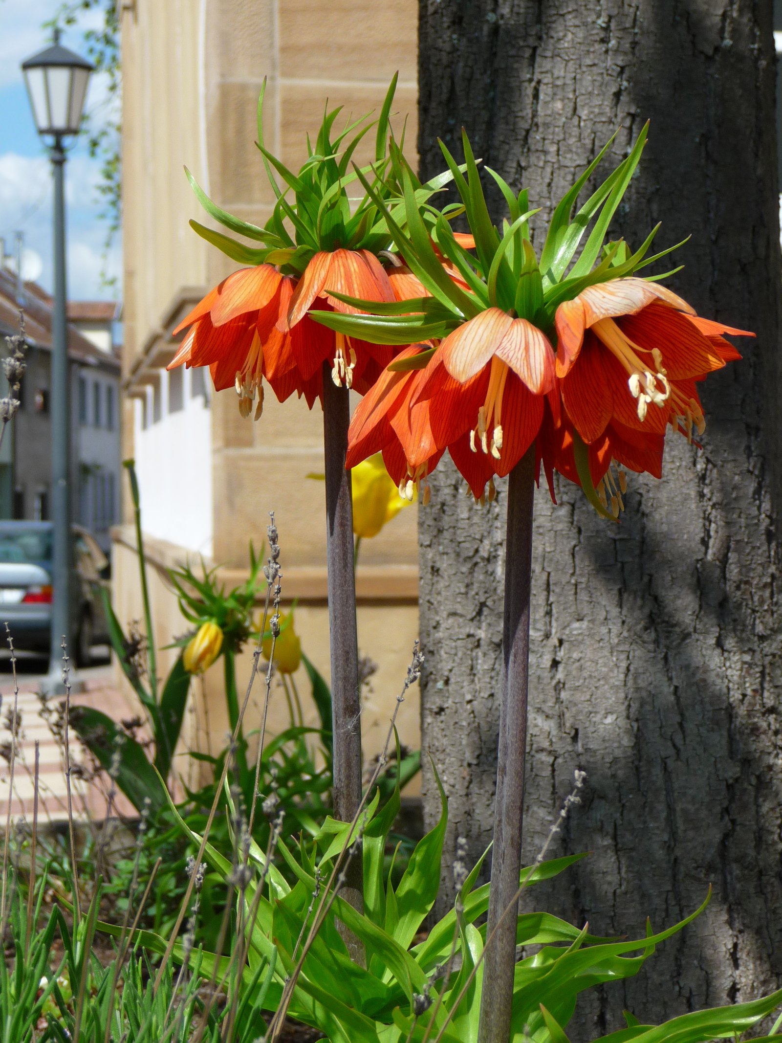 Řebčík královský