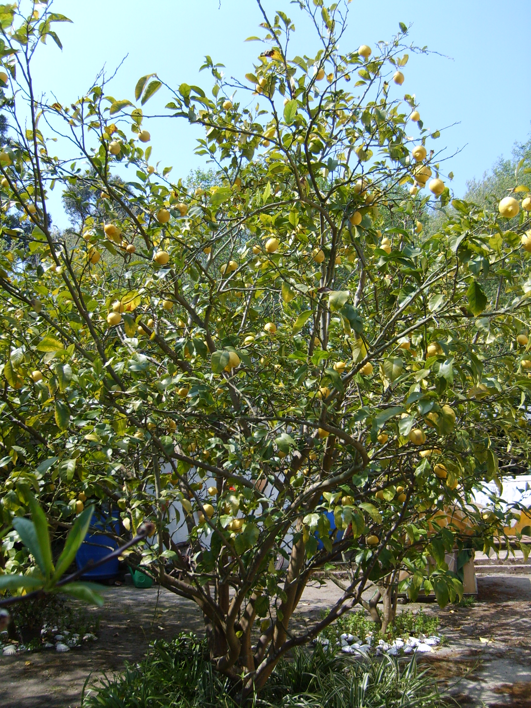 Citroník