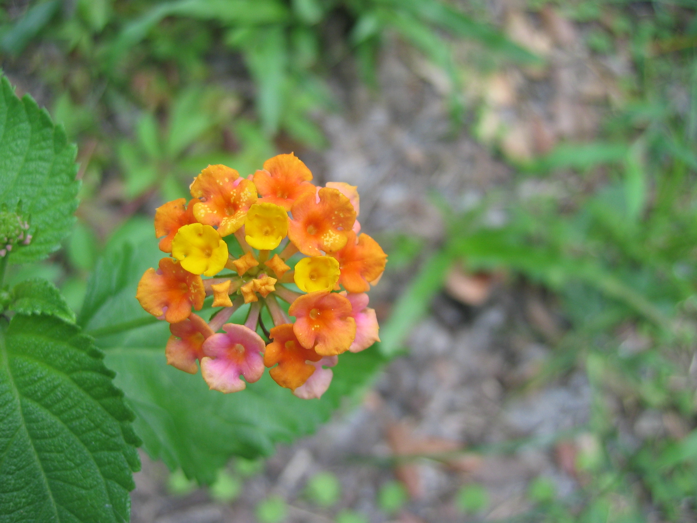 Lantana (libora měnivá)