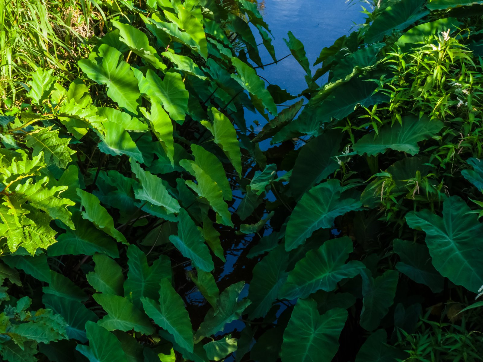 Kolokázie jedlá (taro)