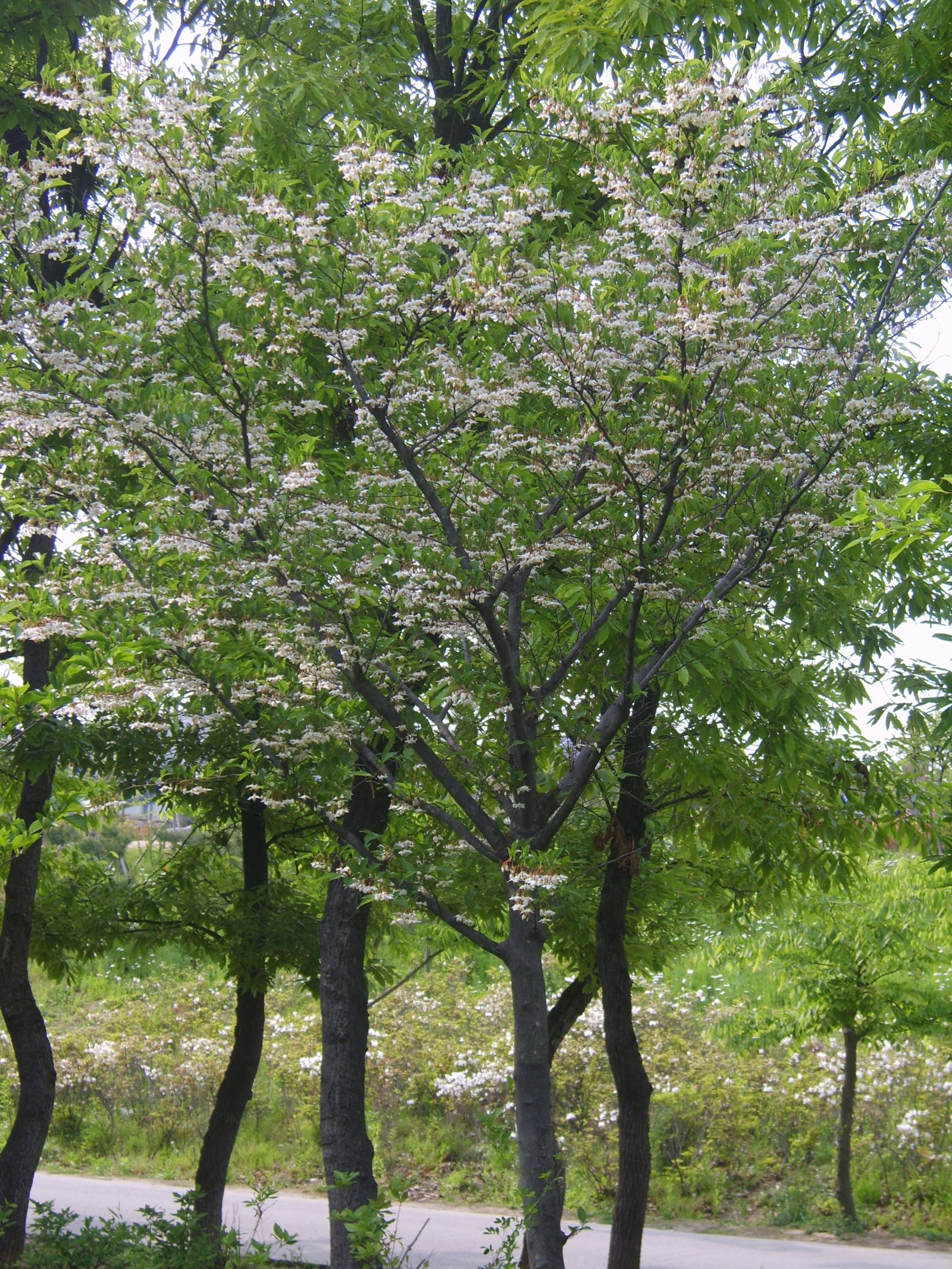 Sturač japonský