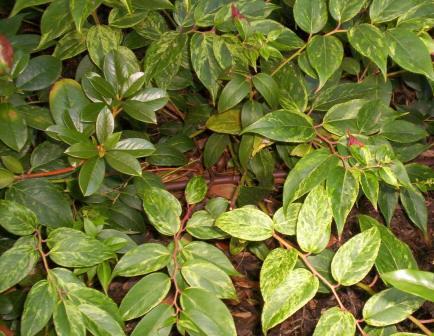 Leucothoe (černýš) Fontanesova