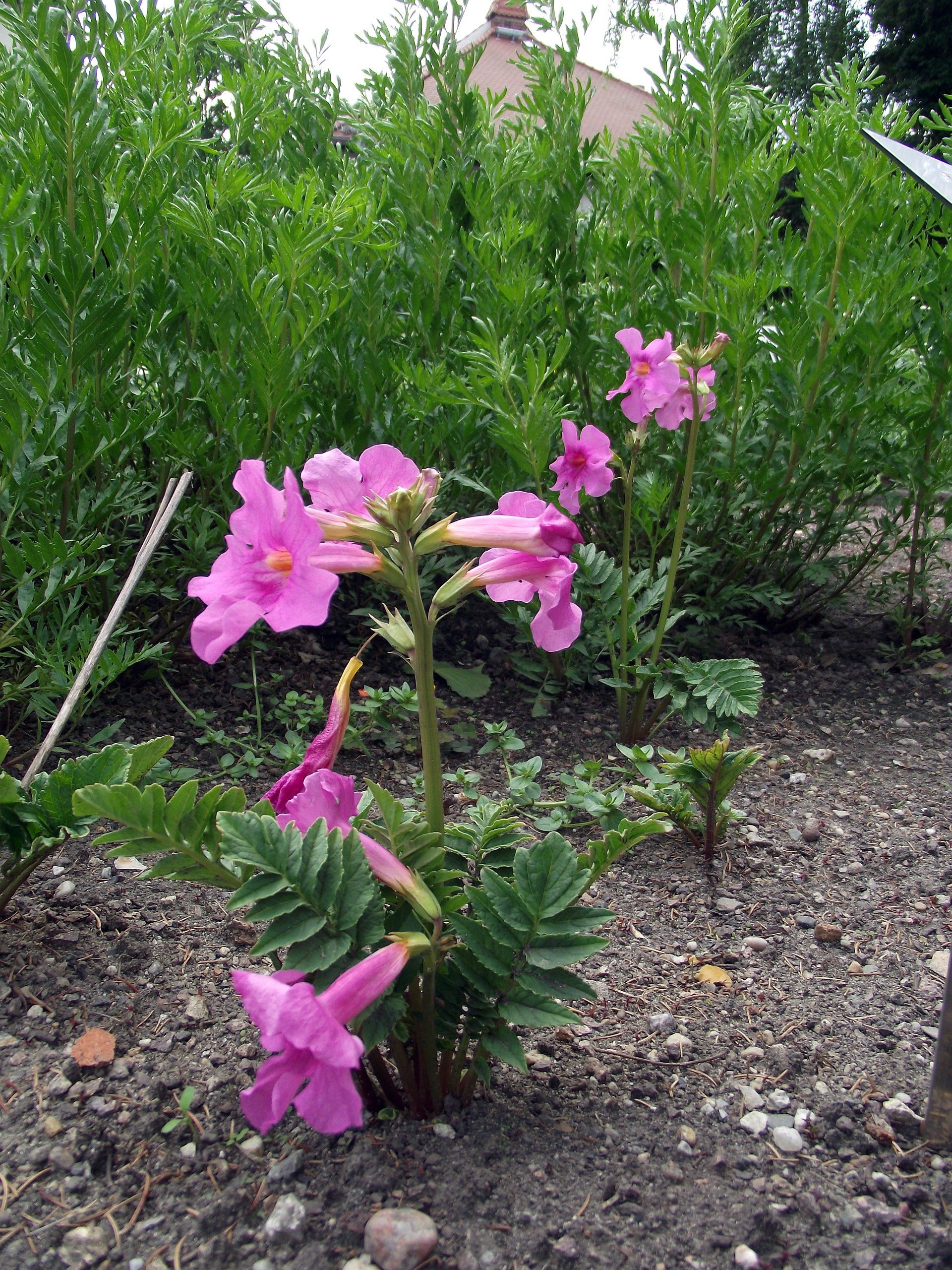 Dvojostice Delavayova