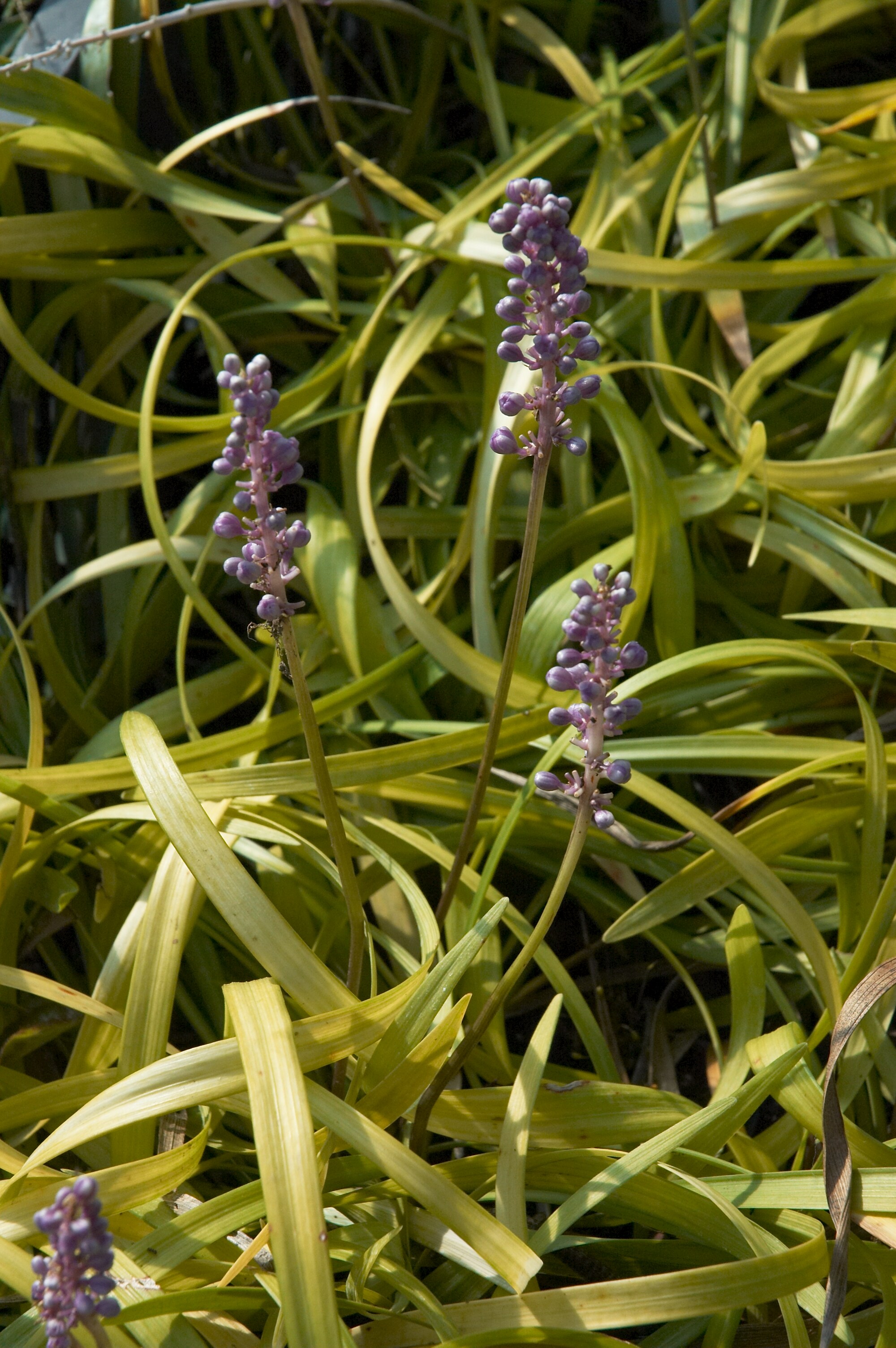Liriope hroznovitá