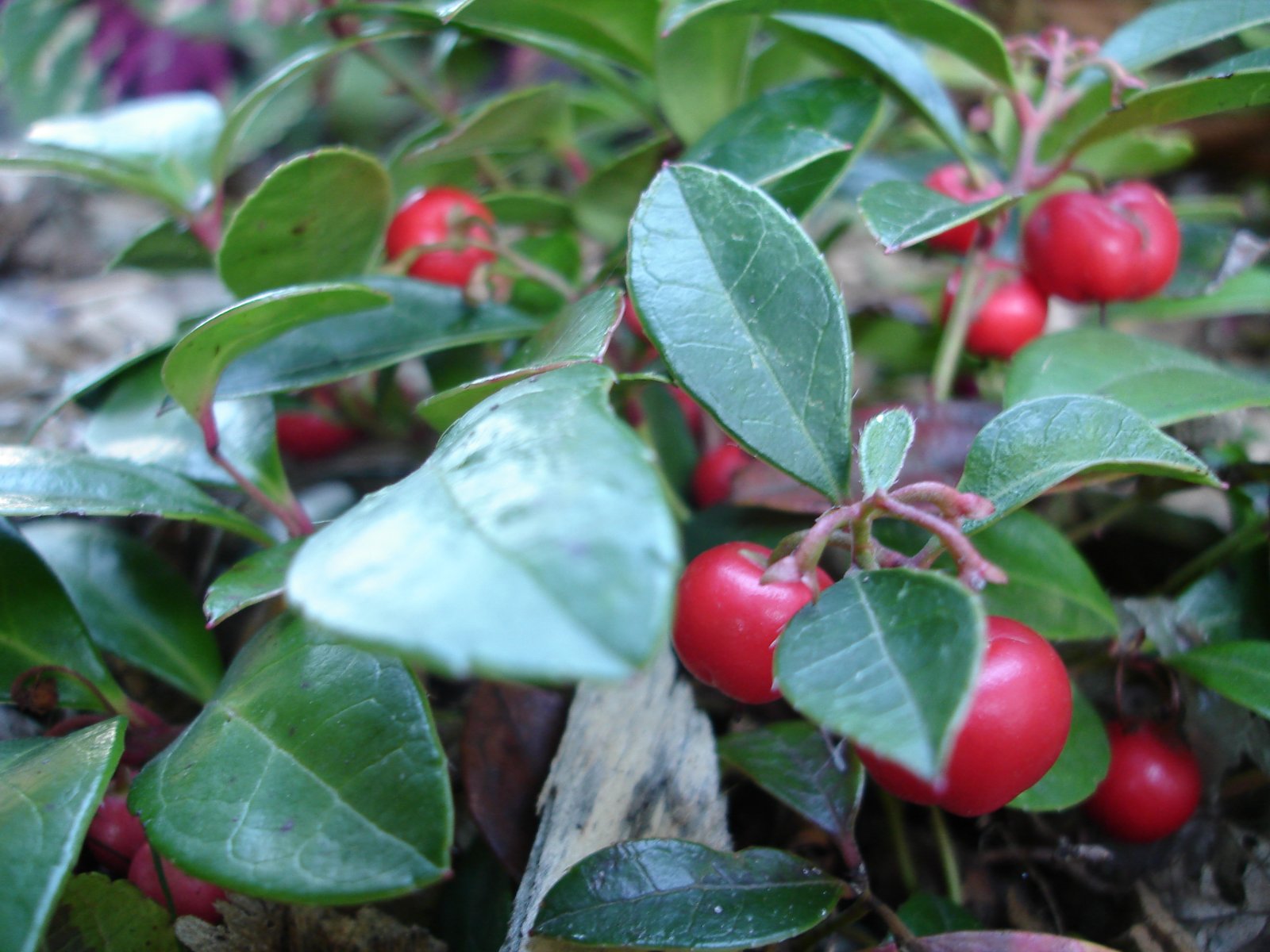 Libavka poléhavá 'White Pearls'