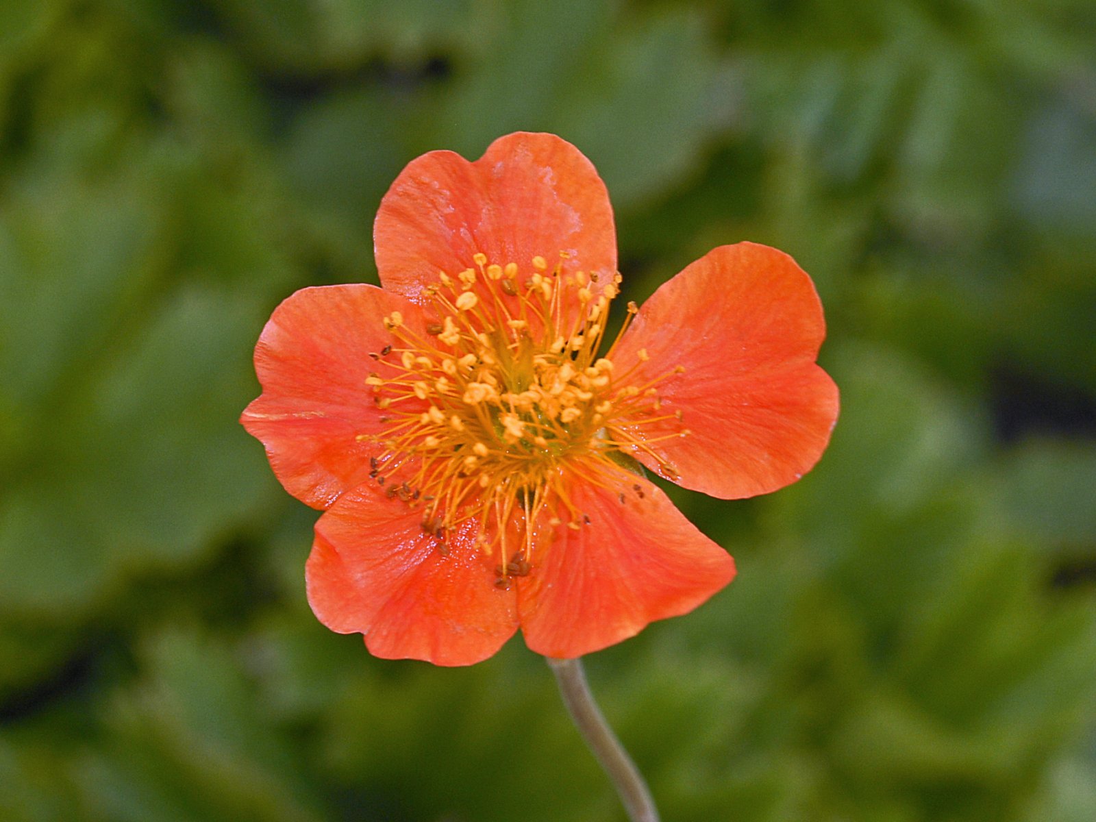 Kuklík 'Koi'