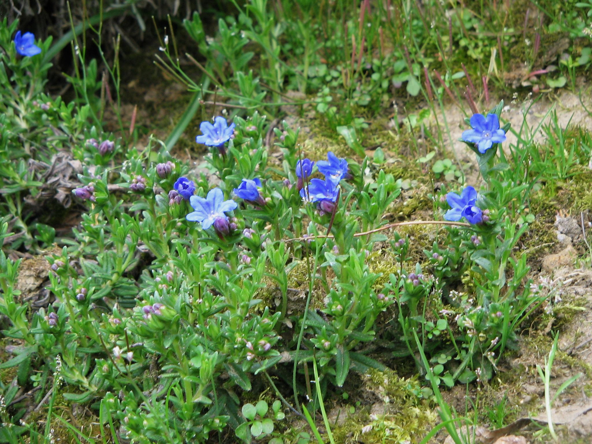Kamejka větvená 'Heavenly Blue'