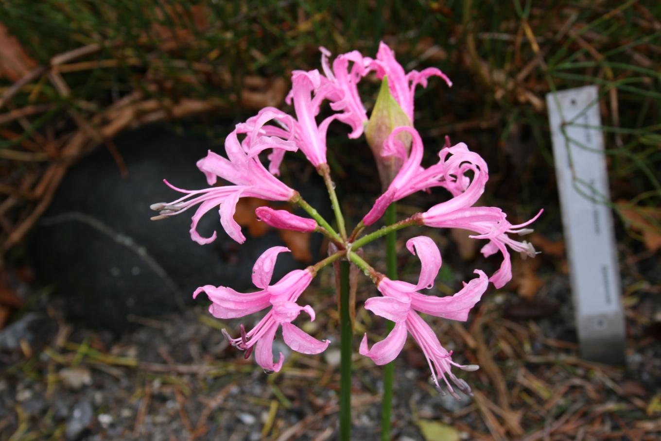 Nerine Bowdenova