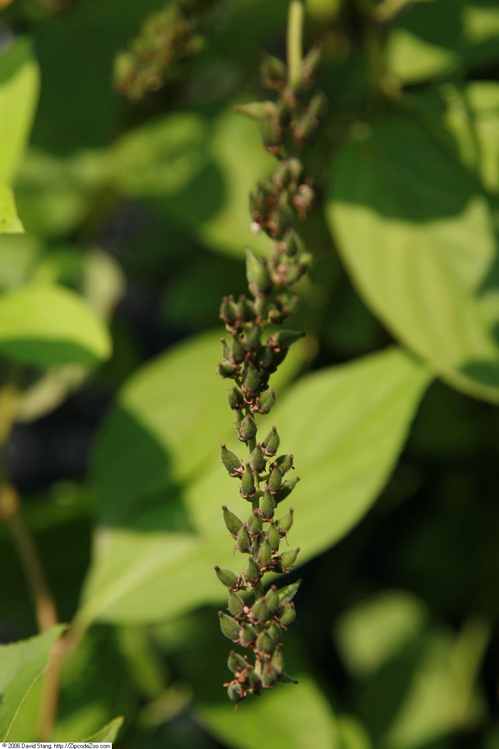 Itea viržinská 'Henry's Garnet'