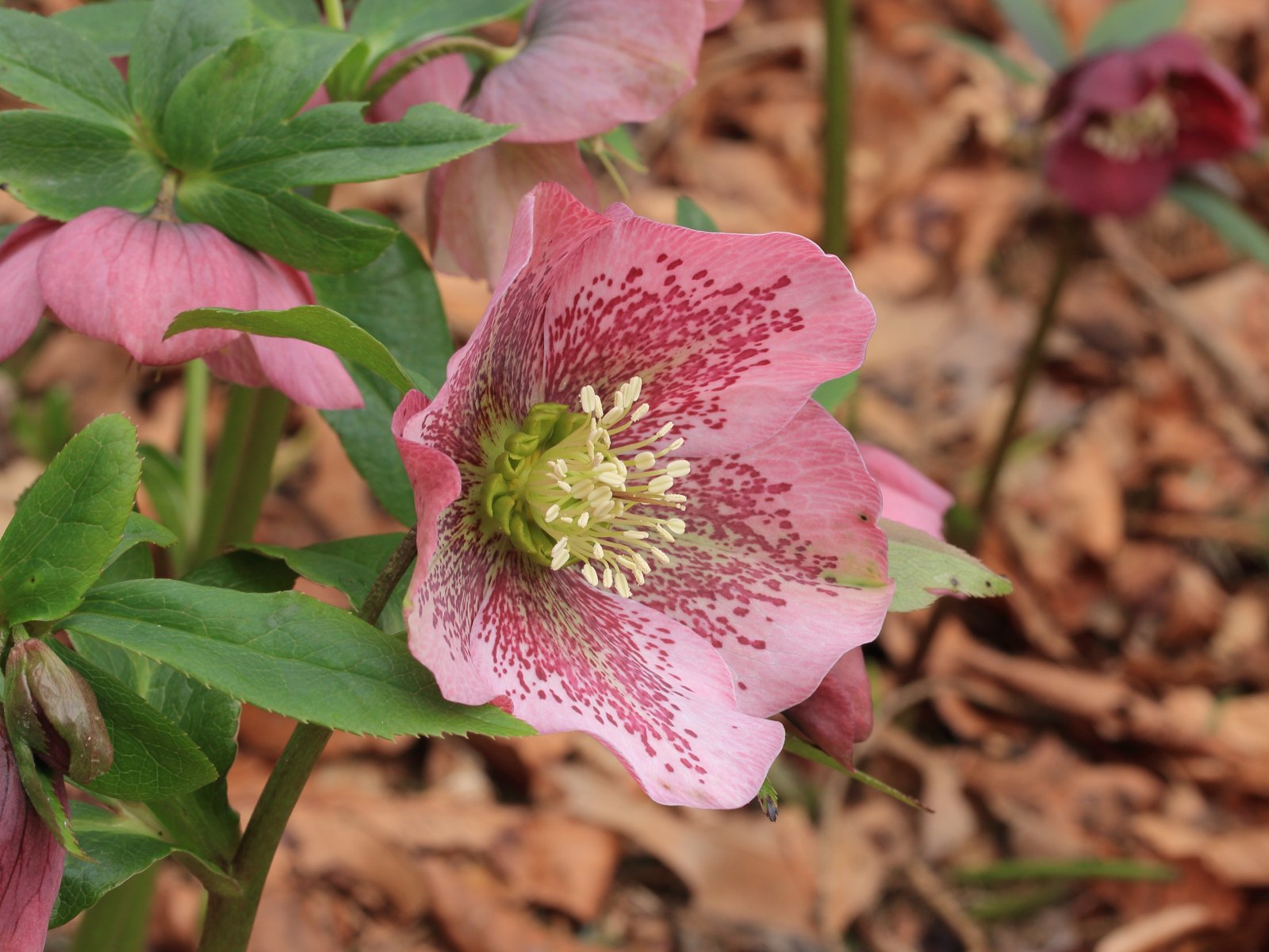 Čemeřice východní 'Red Hybrids'