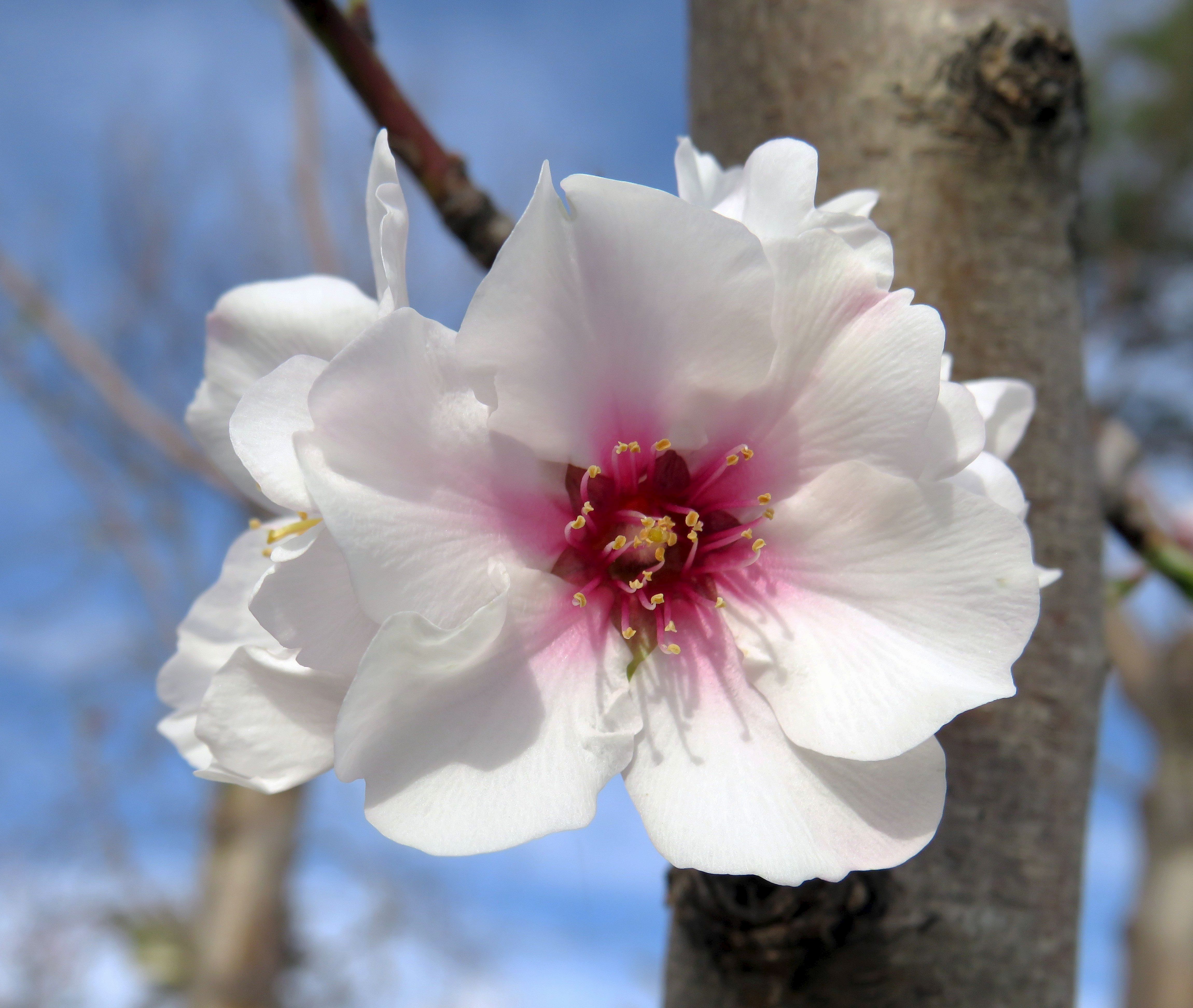 Višeň chloupkatá 'Autumnalis Rosea'