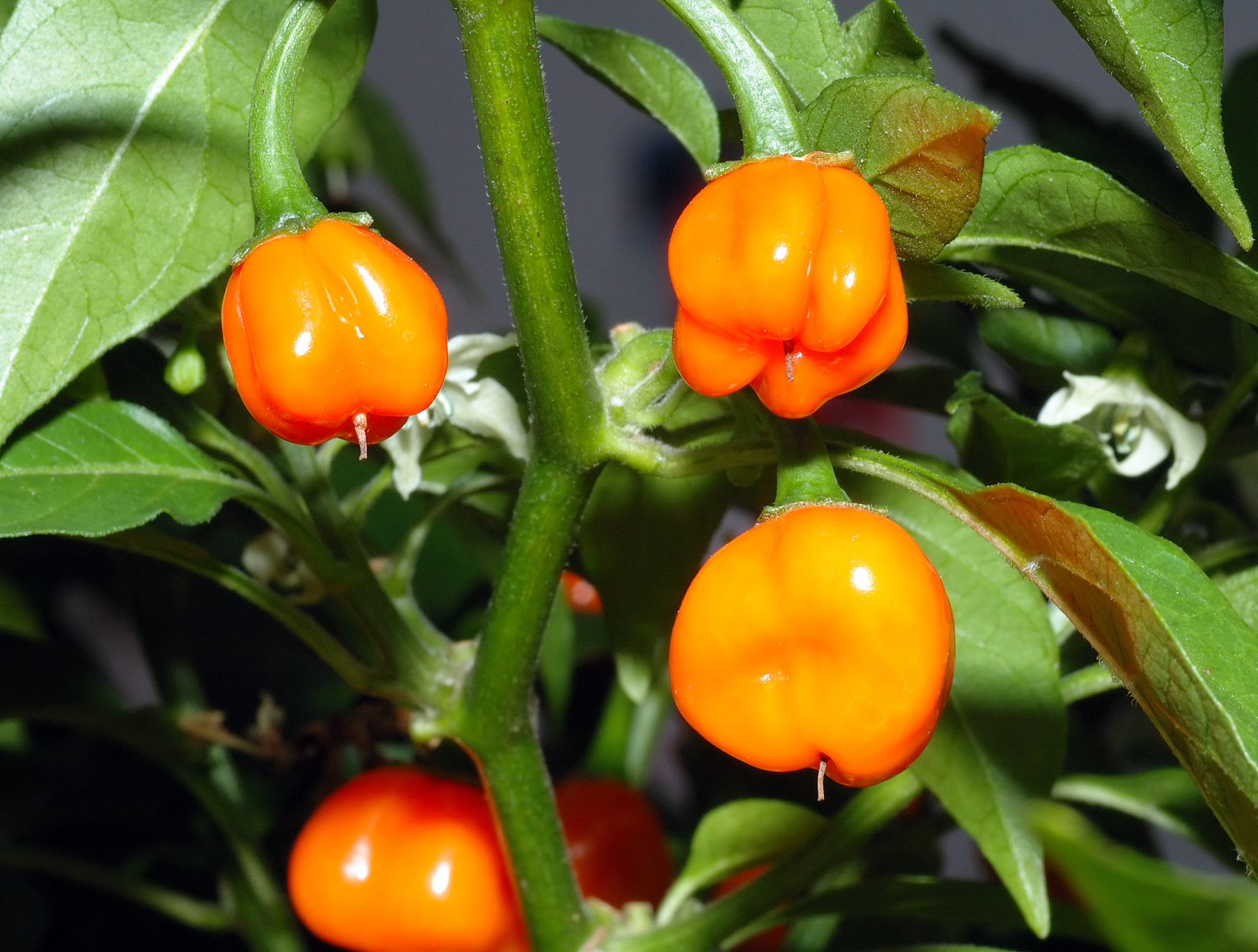 Chilli Habanero červené
