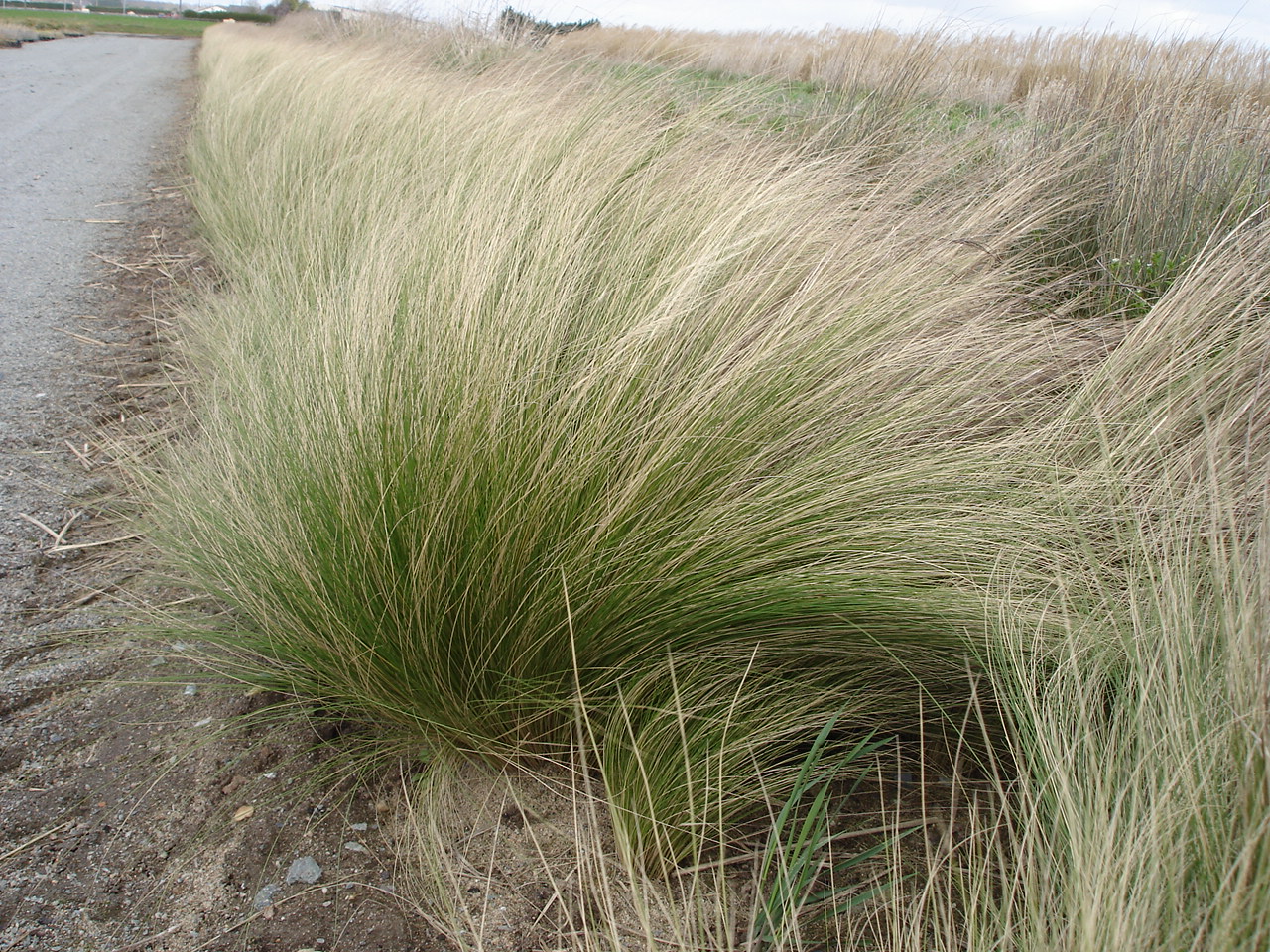 Kavyl vláskovitý