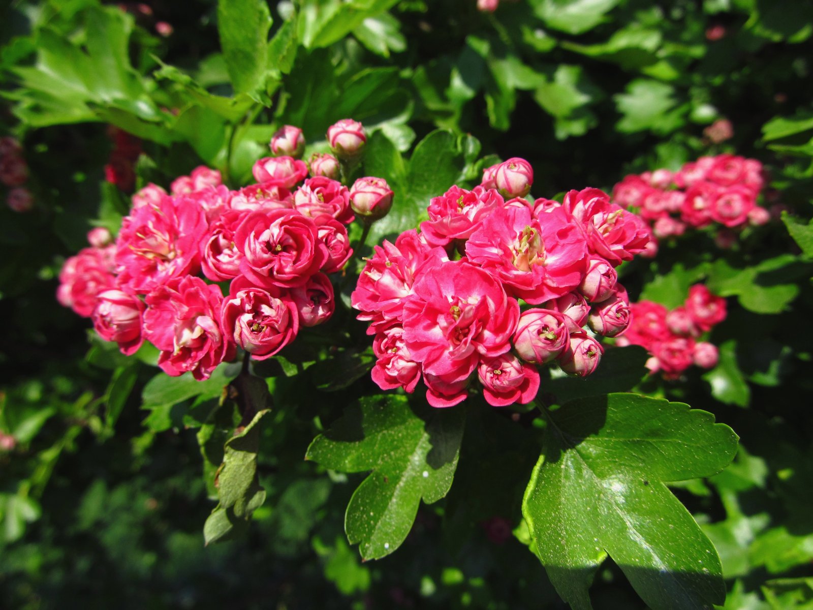 Hloh obecný 'Paul's Scarlet'
