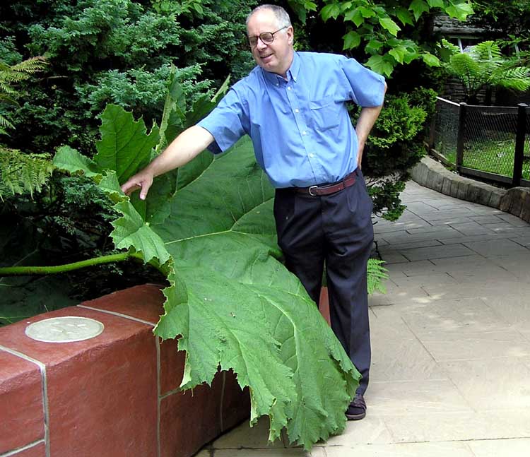 Gunnera obrovská