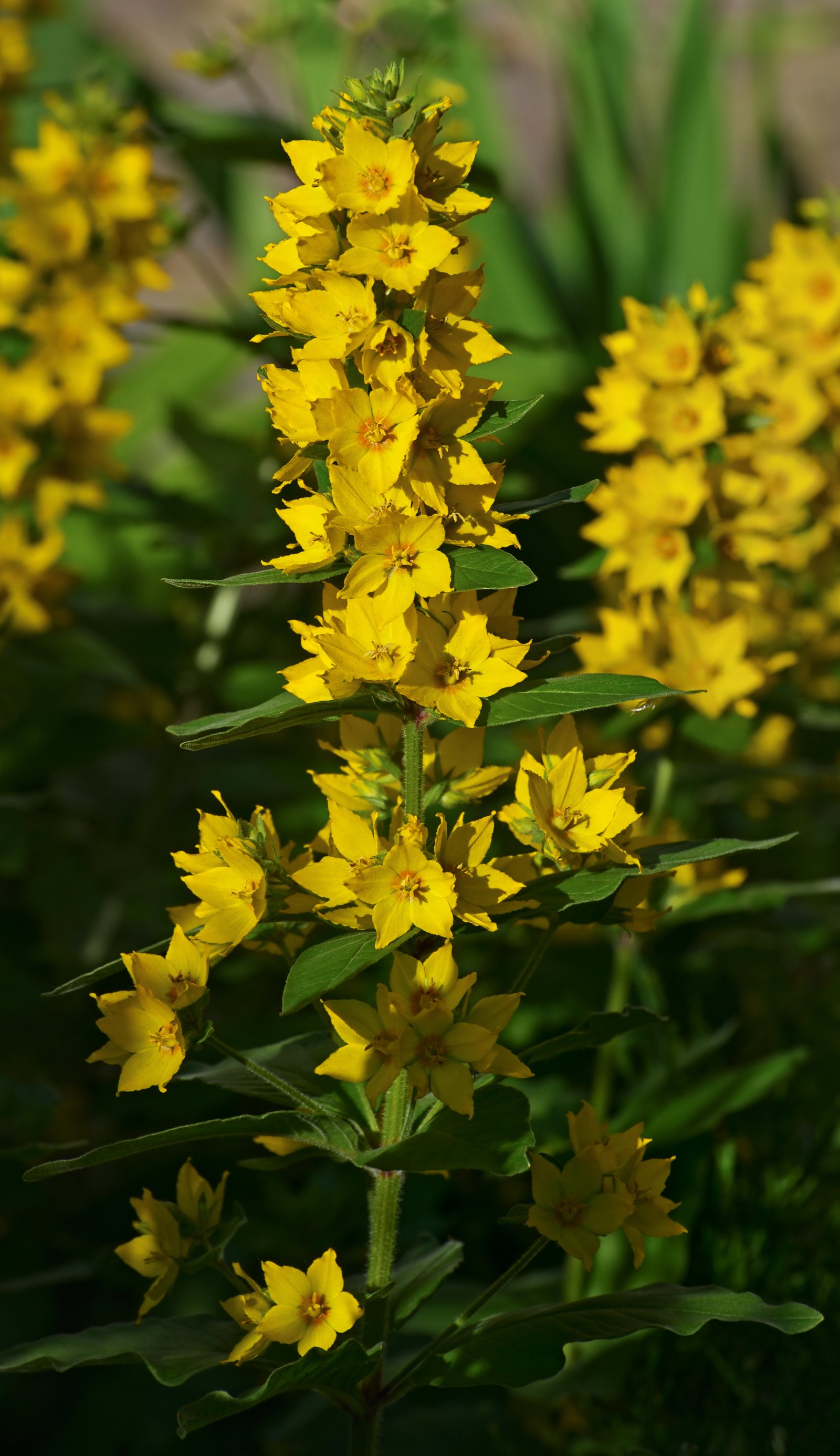 Vrbina tečkovaná 'Alexander'
