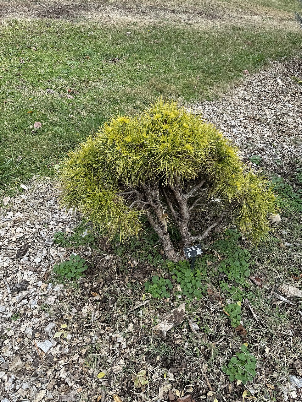 Borovice lesní