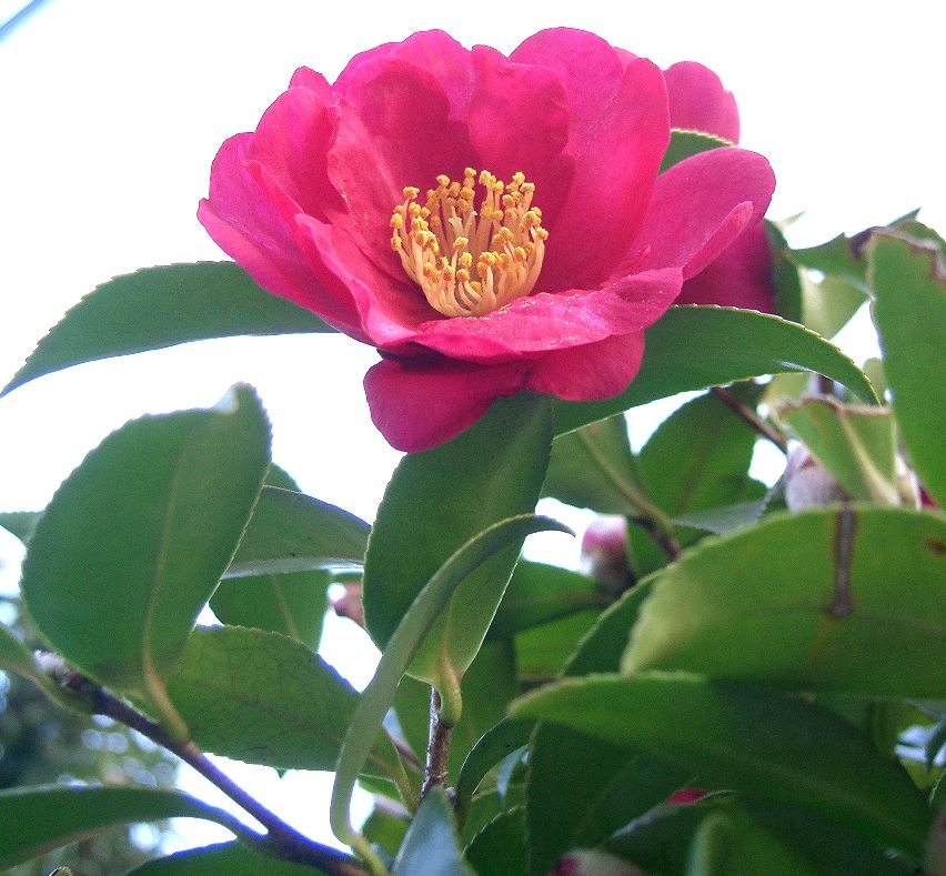 Kamélie sazanka 'Cleopatra'