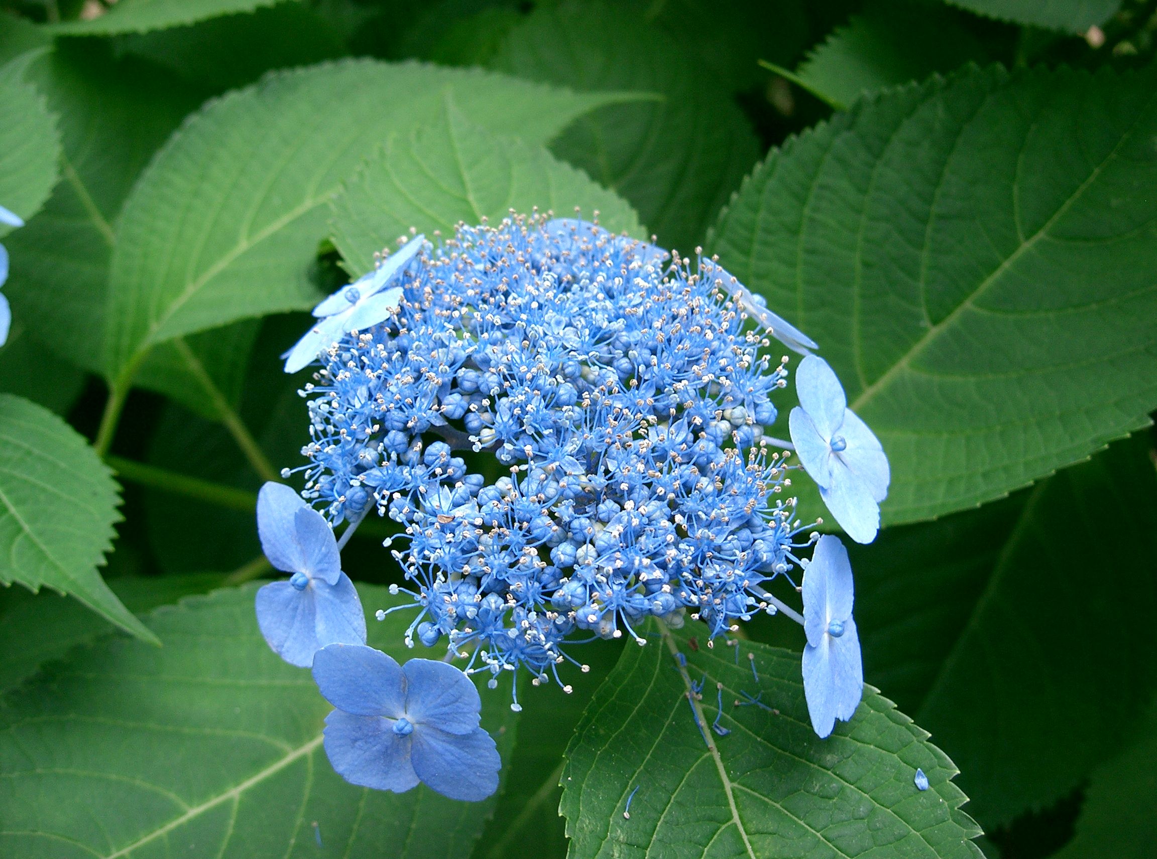 Hortenzie pilovitá 'Preziosa'