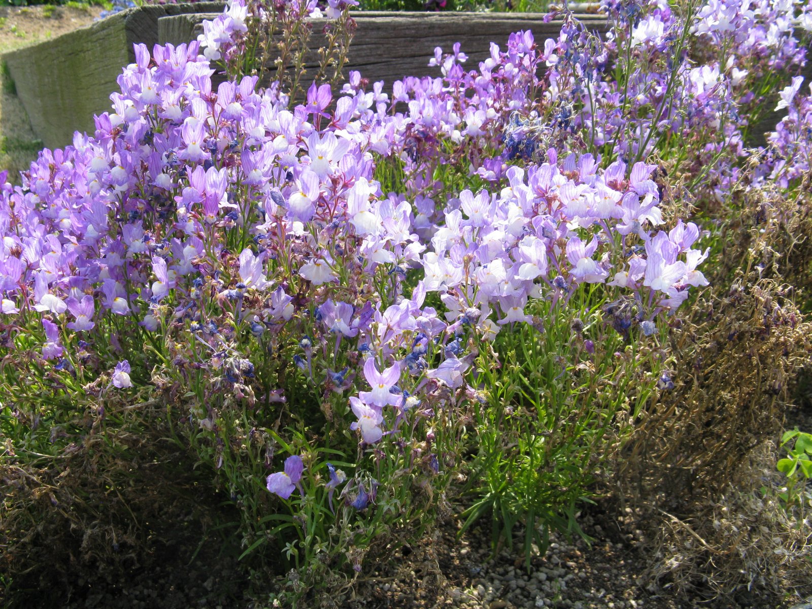 Lnice marocká 'Licilia Azure'