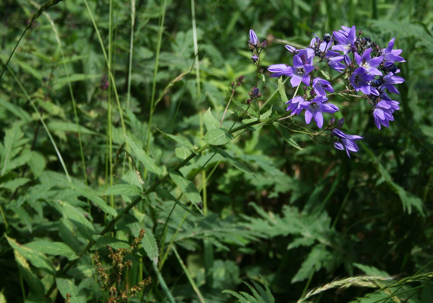 Zvonek mléčný 'Prichard's Variety'