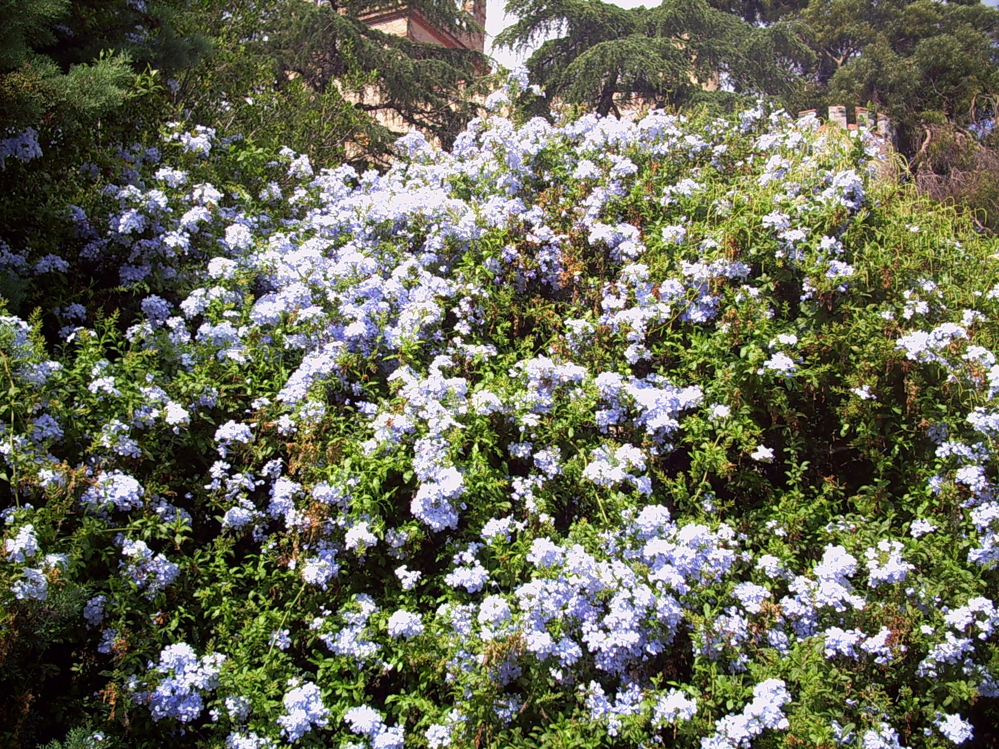 Olověnec ouškatý 'Blue'