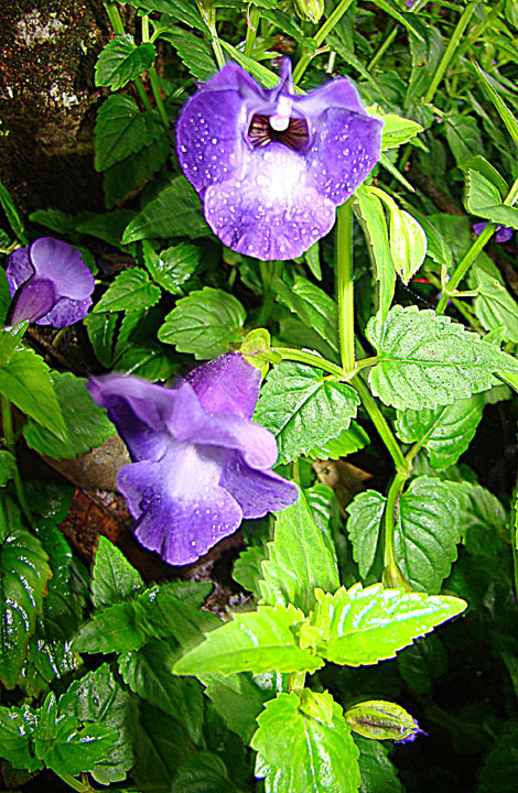 Torénie Fournierova