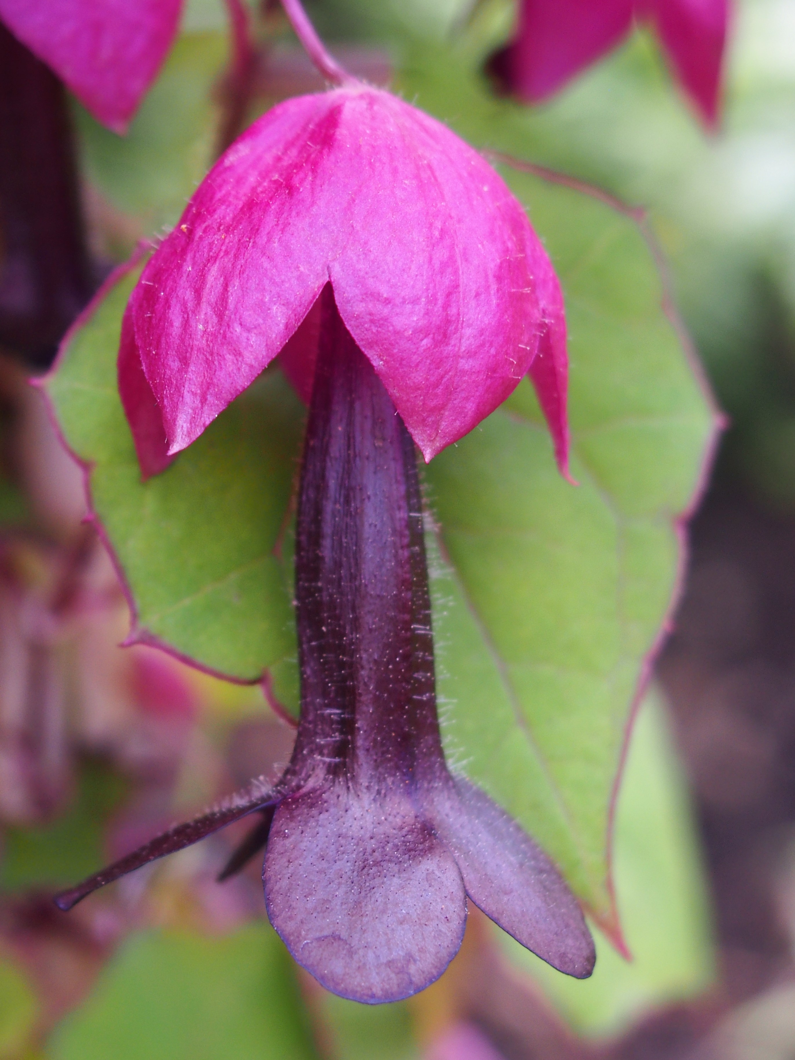 Rodochiton krvavý 'Purple Bells'