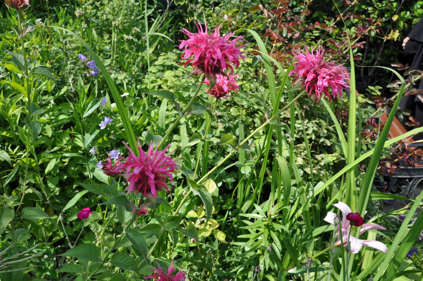 Zavinutka (Monarda fistulosa)