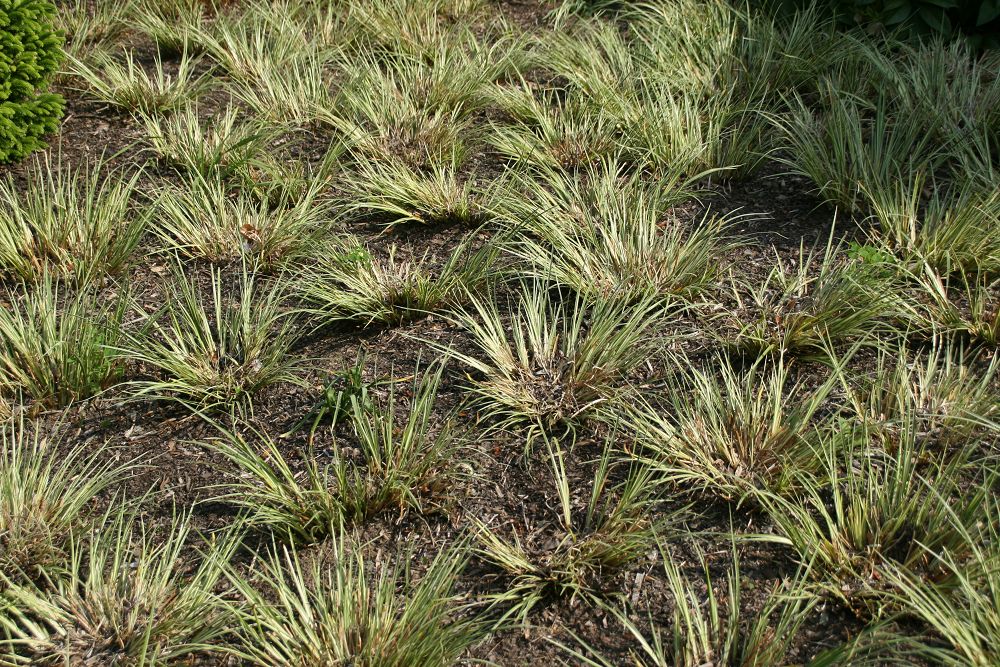 Puškvorec trávolistý 'Argenteostriatus'