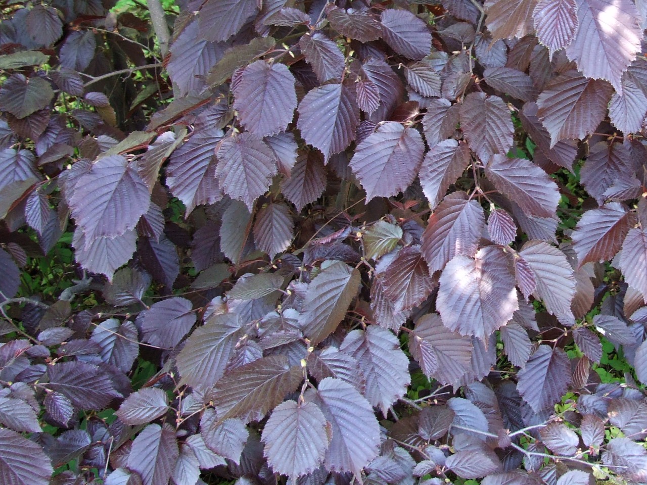 Líska největší 'Purpurea'
