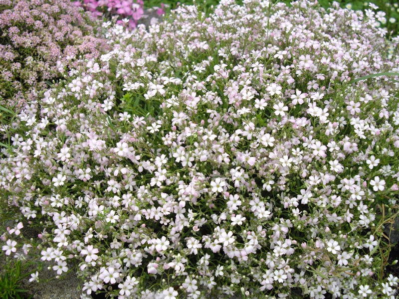 Šatér plazivý 'Rosea'