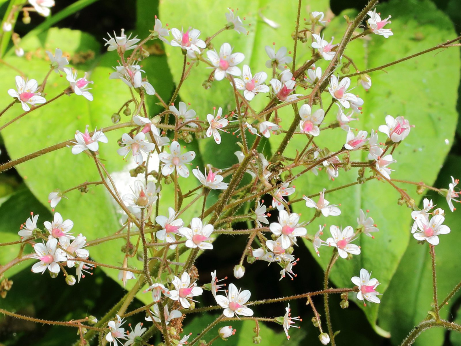 Lomikámen 'Variegata'