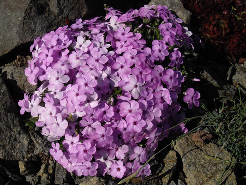 Plamenka Douglasova 'Eva'