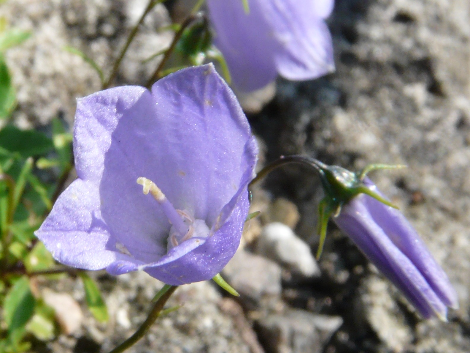 Zvonek lžičkolistý 'Blue Wonder'