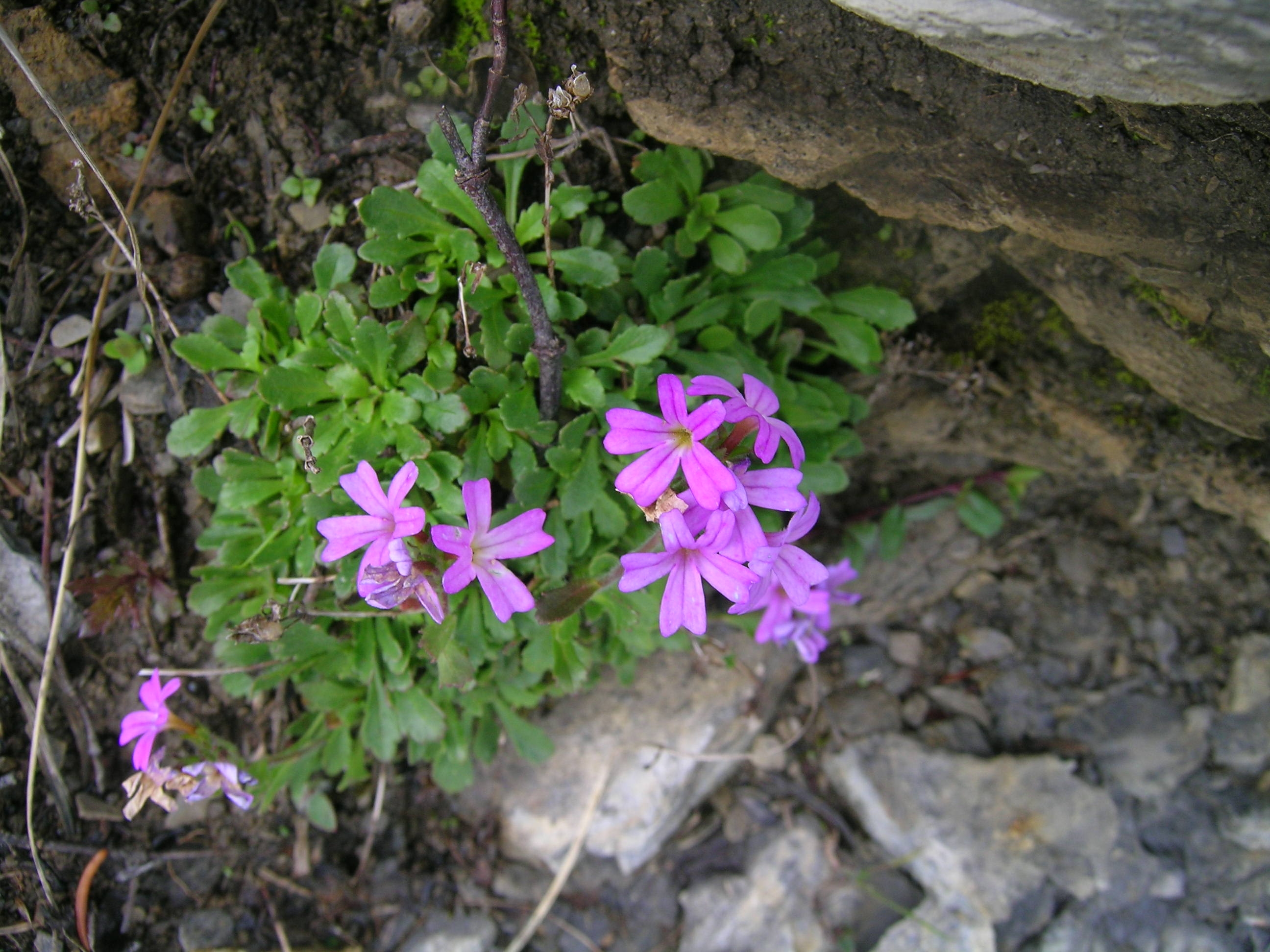 Nemléč alpský