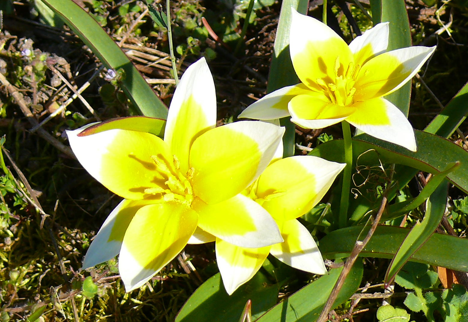 Tulipán botanický Tarda