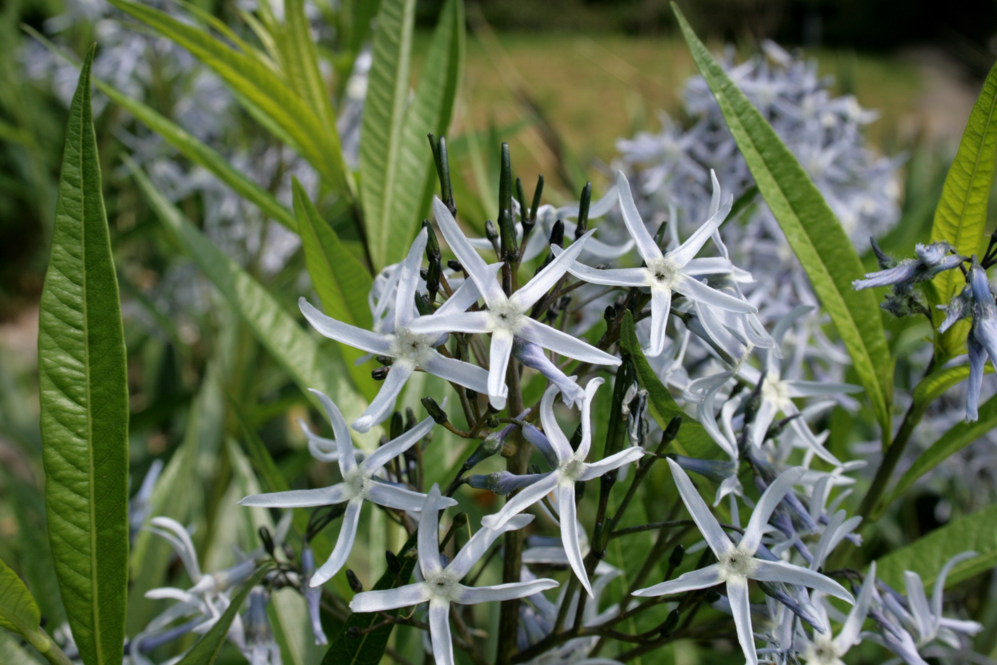 Amsónie tabernaemontana 'Blue Ice'